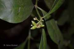 Psychotria canarensis